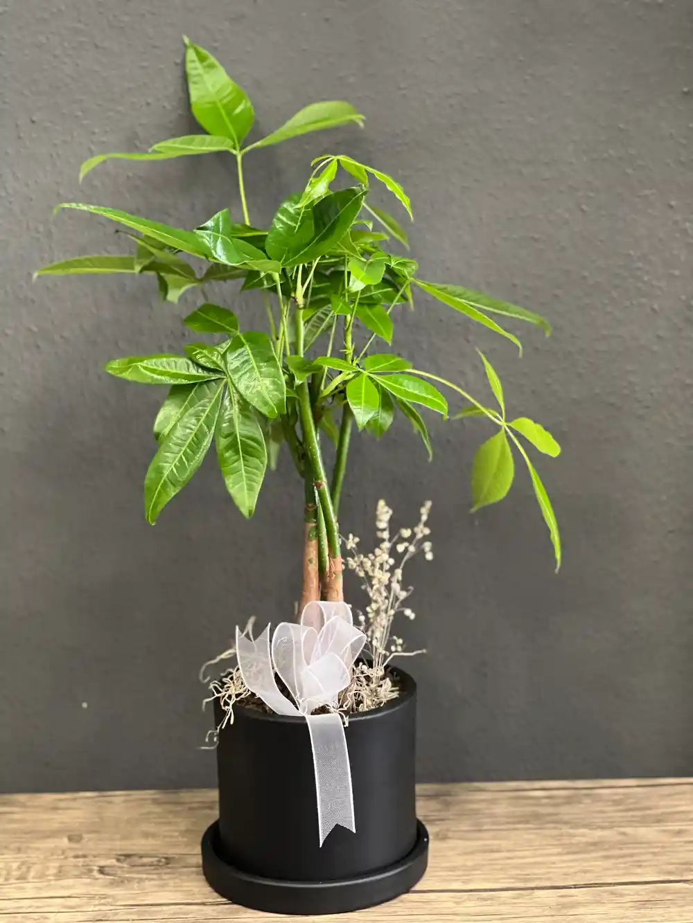 İç Mekân Dekorasyonunda Pachira Çiçeği ile Doğal Şıklık ve Enerji Katın