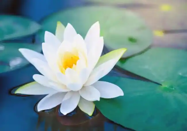 Lotus Çiçeği ile Evinizde Doğal Zarafet ve Sembolik Anlam Yaratın