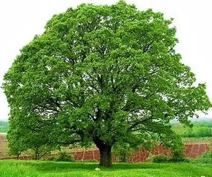 Meşe Ağacının Dekorasyonda Kullanımı: Dayanıklılık ve Estetiğin Buluşması