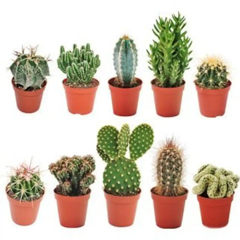 Mini Kaktüslerle Dekorasyonda Doğal ve Şık Dokunuşlar İçin Pratik ve Estetik Fikirler