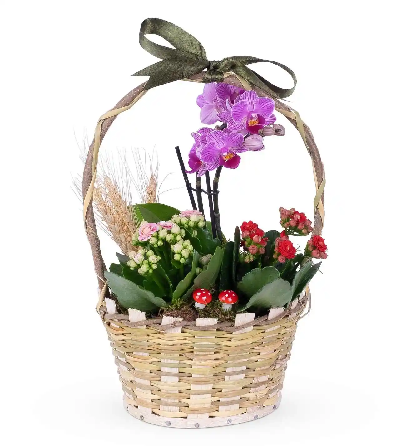 Mini Orkide ile Dekorasyonunuza Zarafet Katmanın Yolları ve İpuçları