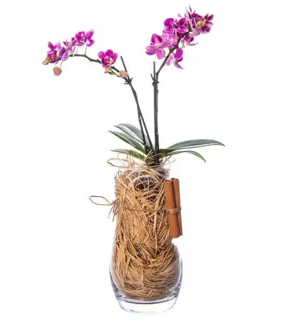 Mini Orkide ile Modern Dekorasyonlarda Zarif ve Kolay Kullanım İpuçları