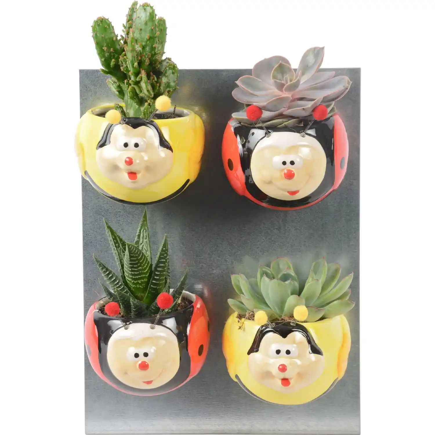 Mini Sukulentlerle Dekorasyon: Küçük Bitkilerle Şık ve Pratik Mekanlar Yaratın