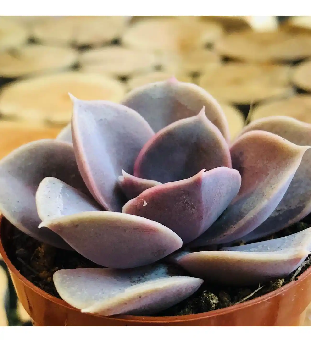 Mor Bitki Dekorasyonunda Zarafet ve Doğallıkla Estetik Birlikteliği