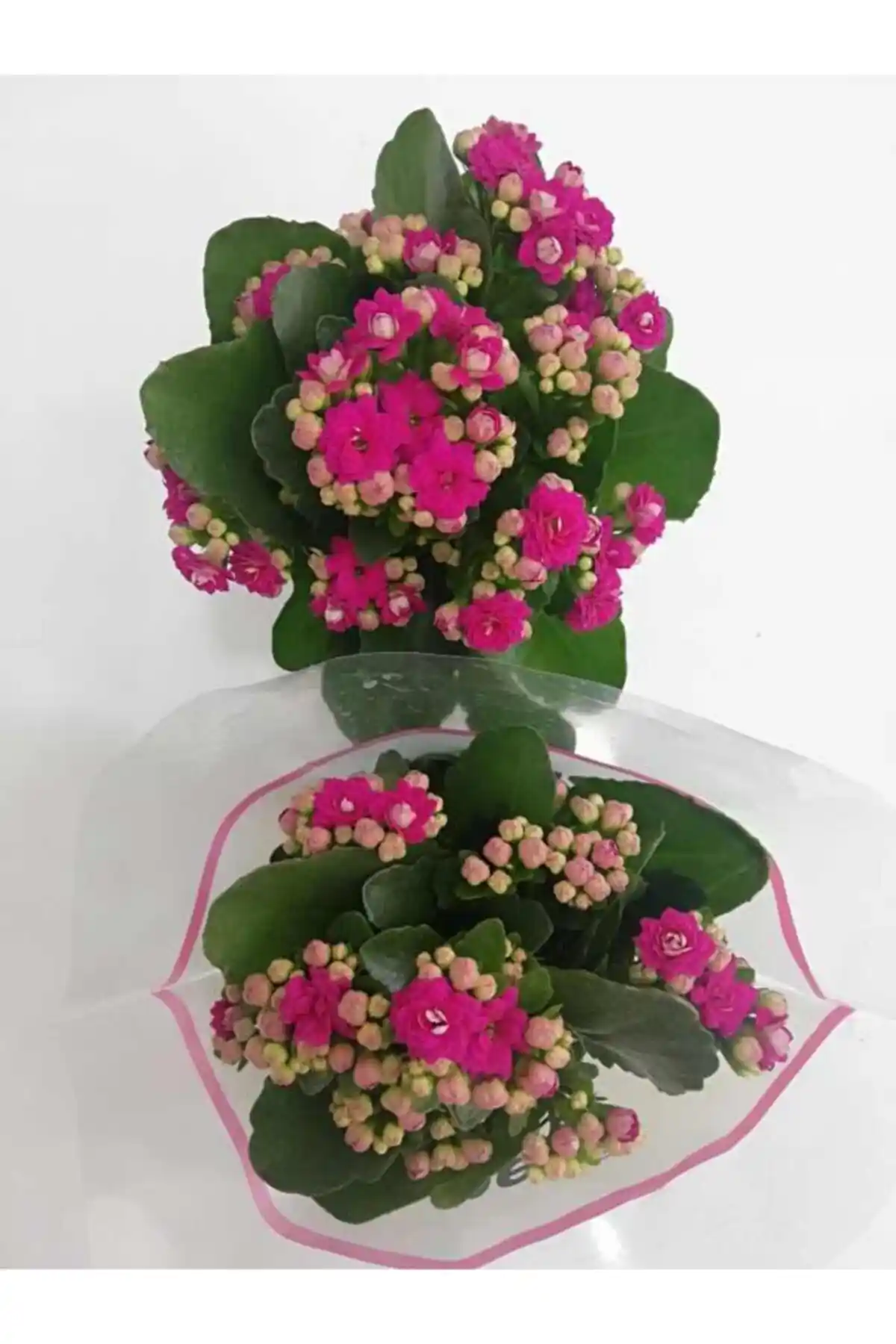 Mor Kalanşo Çiçeği ile Zarif ve Uyumlu Dekorasyon Fikirleri 2024