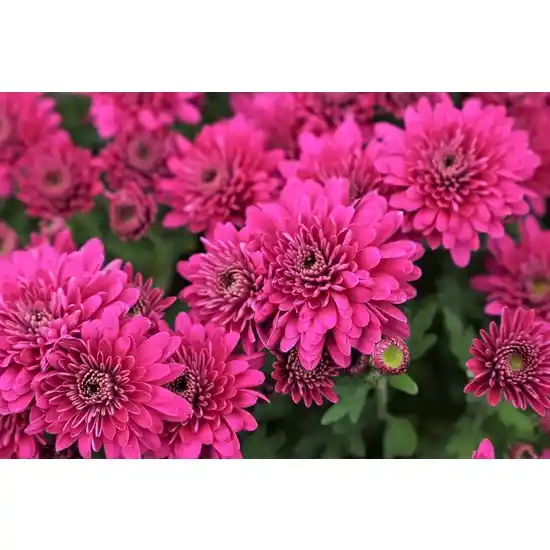 Mor Kasımpatı Çiçeği ile Dekorasyonda Zarafetin Simgesi ve Kullanım İpuçları