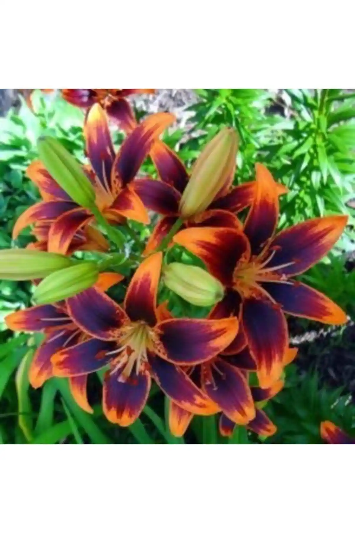 Mor Lilyum Dekorasyonda Zarafet ve Doğallığın Simgesi İçin Kullanım Rehberi