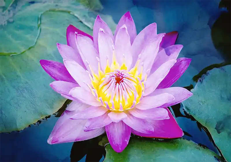 Mor Lotus Çiçeği ile Dekorasyonda Zarafet ve Anlamlı Tasarımlar