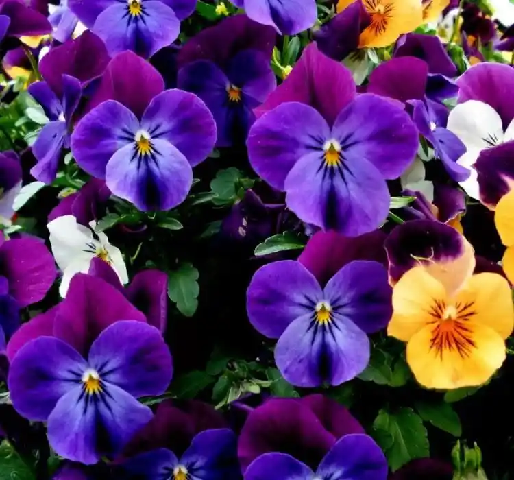 Mor Menekşe Çiçeği ile Dekorasyonda Zarafet ve Doğallık Yaratma Rehberi