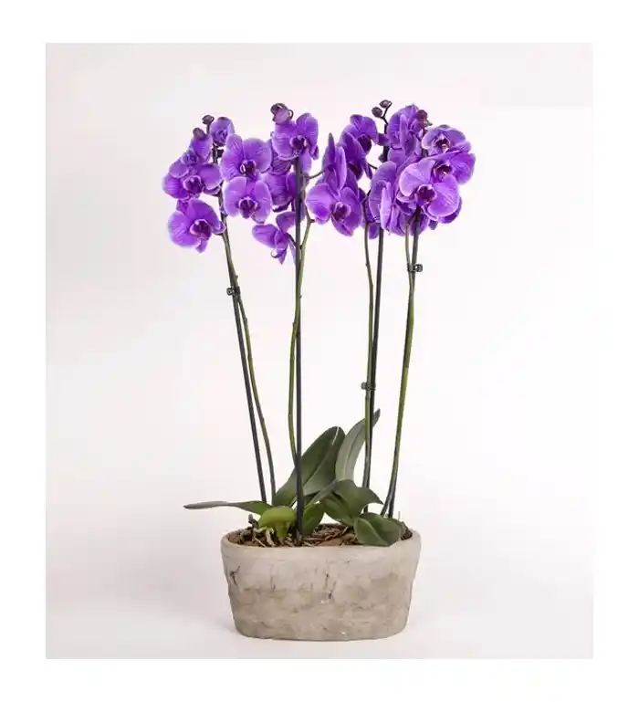 Mor Orkide Bakımı ve Dekorasyonda Zarif Kullanım İpuçları