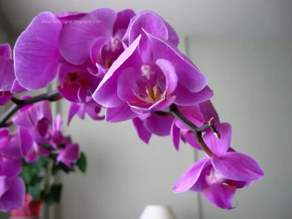 Mor Orkide ile Dekorasyonda Zarif ve Anlamlı Dokunuşlar Rehberi