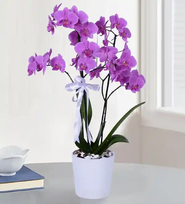Mor Orkide ile Dekorasyonda Zarif ve Şık Bir Atmosfer Yaratma Rehberi