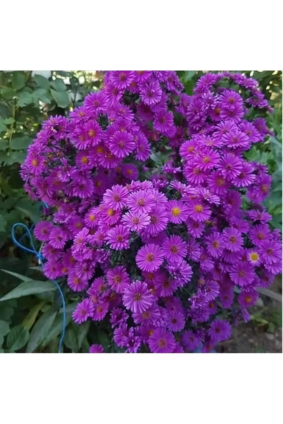 Mor Papatya ile Dekorasyonda Zarafet ve Doğallık Yaratıcı Fikirler