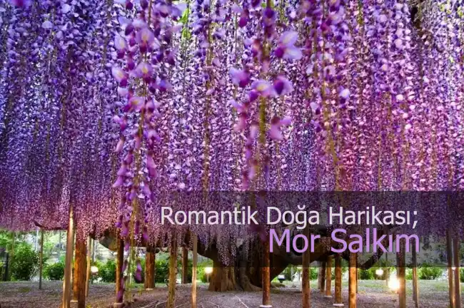 Mor Salkım Söğüt Ağacının Dekorasyonda Kullanımı ve Özellikleri