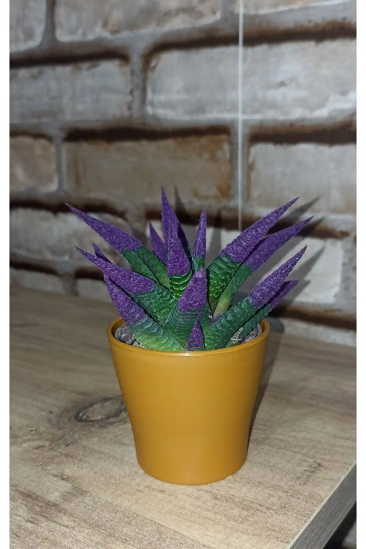 Mor Sukulentlerle Dekorasyon: Estetik ve Dayanıklı Bitki Seçenekleri