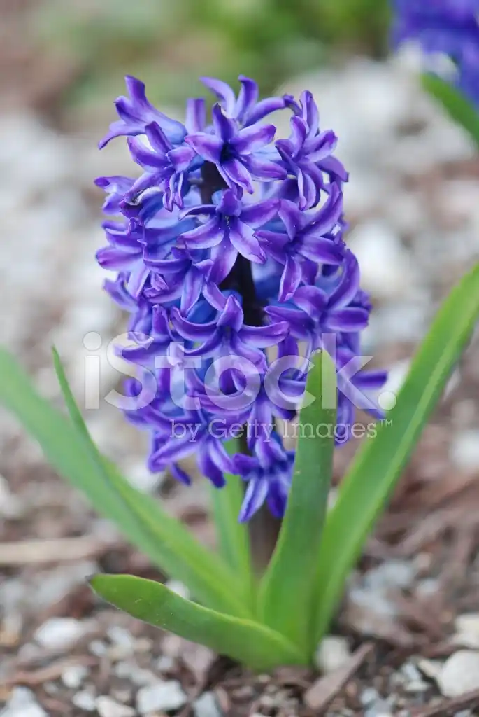 Mor Sümbül ile Zarif ve Canlı Dekorasyon Çözümleri Sunan Estetik Yaklaşımlar