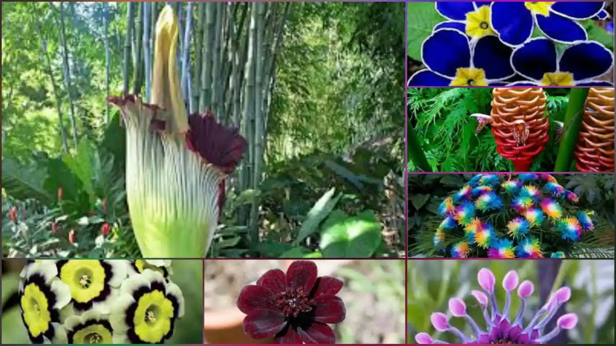 Nadir Bulunan Çiçekler ile Evinize Özgün ve Şık Bir Dekorasyon Yaratın