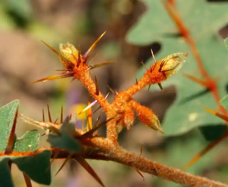 Nadir Görülen İlginç Bitkiler ve Dekorasyonda Kullanım Örnekleri