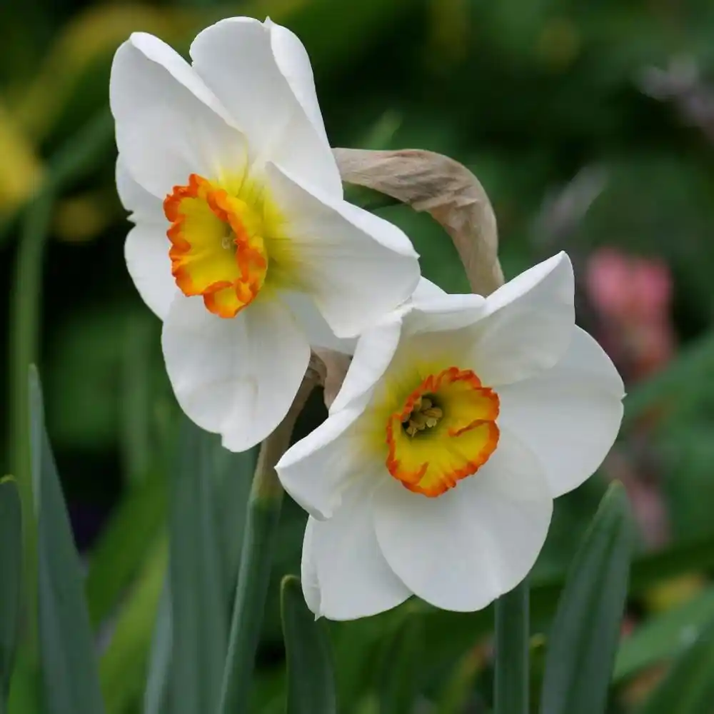 Nergis Çiçeği ile Dekorasyon: Estetik ve Doğal Mekanlar Yaratmanın İpuçları