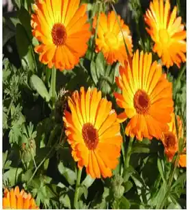 Nergis Çiçeği ile Dekorasyonda Doğal Şıklık ve Ferahlık Yaratma Rehberi