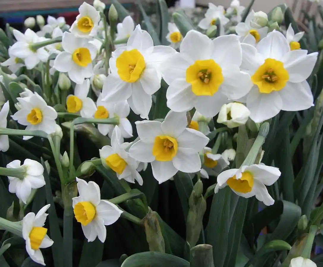 Nergis Çiçeği ile Zarif ve Anlamlı İç Mekan Dekorasyonu Rehberi