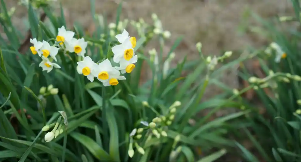 Nergiz Çiçeği Dekorasyonda Zarafet ve Anlamın Buluşması