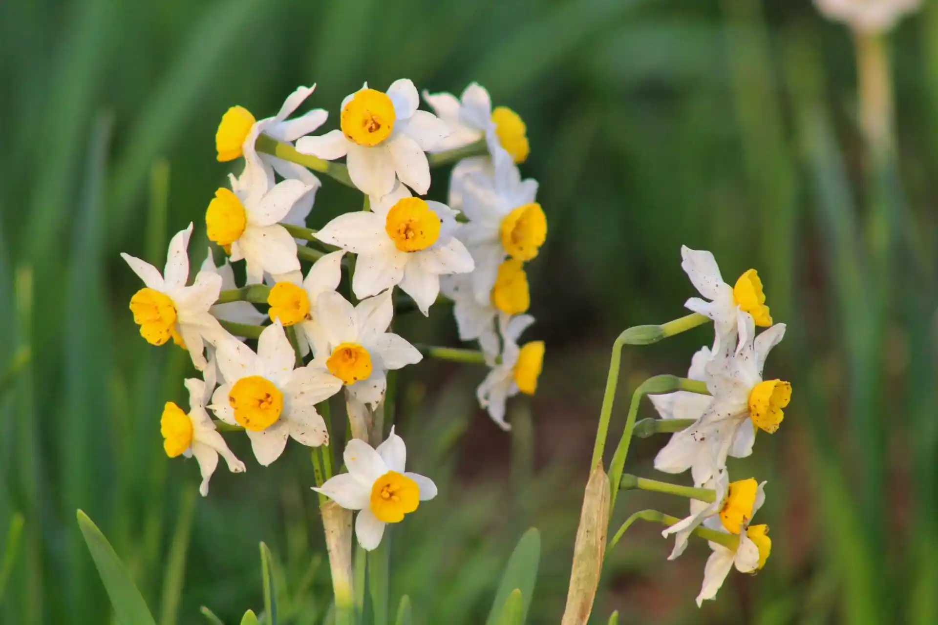 Nergiz Çiçeği ve Motifleriyle Dekorasyonda Zarafet ve Anlam Yaratma Rehberi