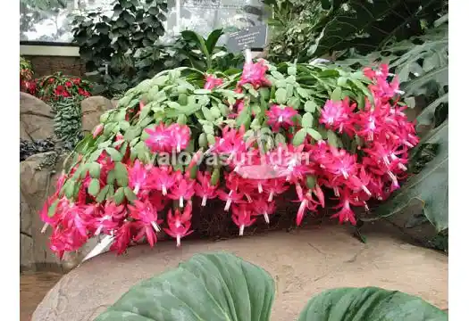 Noel Çiçeği Dekorasyonda Yılbaşı Atmosferini Yansıtan En Güzel Seçenekler