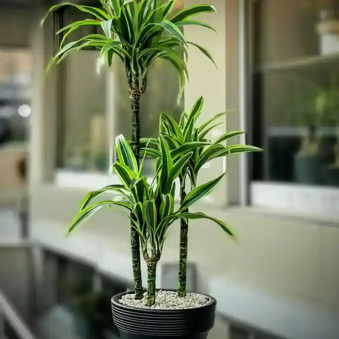 Ofis Dekorasyonunda Çiçeklerin Rolü ve Uygun Bitki Seçenekleri