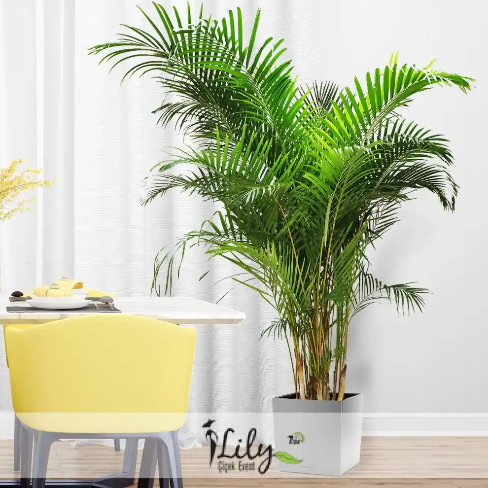 Ofis Dekorasyonunda Kullanılan En Popüler ve Dayanıklı Bitki Türleri Hakkında Bilgi