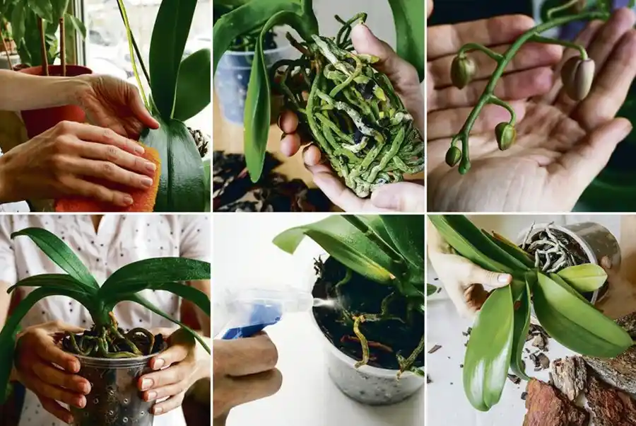 Orkide Bakımı ve Dekorasyonda Kullanımı: Uzman Tavsiyeleri ve İpuçları