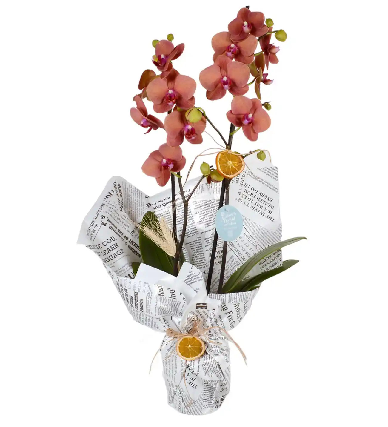 Orkide Dekorasyonunun İncelikleri ve Mekâna Katacağı Zarafet