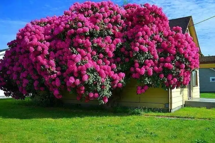 Orman Gülü Ağacı: Estetik ve Ekolojik Değerleriyle Doğal Süsleme Çözümü