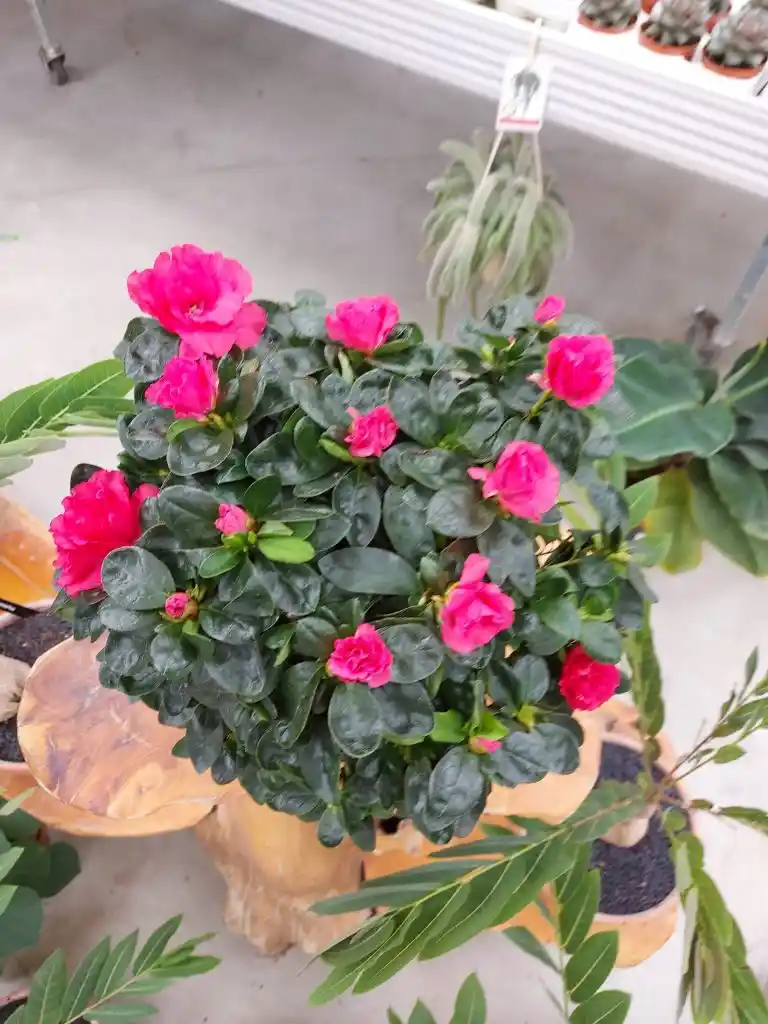 Orman Gülü Çiçeği ile Doğal ve Estetik Dekorasyon İpuçları ve Bakım Rehberi