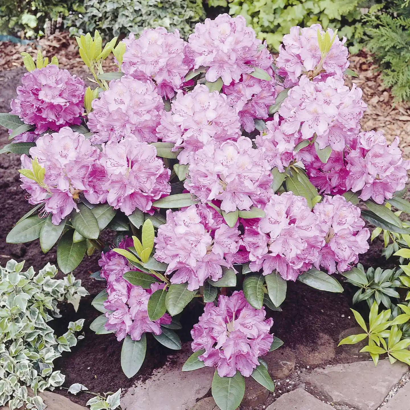 Orman Gülü Nedir ve Dekorasyonda Kullanım Fırsatları Hakkında Detaylı Bilgi