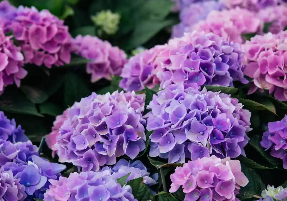 Ortanca Bakımı ve Dekorasyonda Kullanım İpuçları: Doğal Güzellik ve Estetik için Rehber