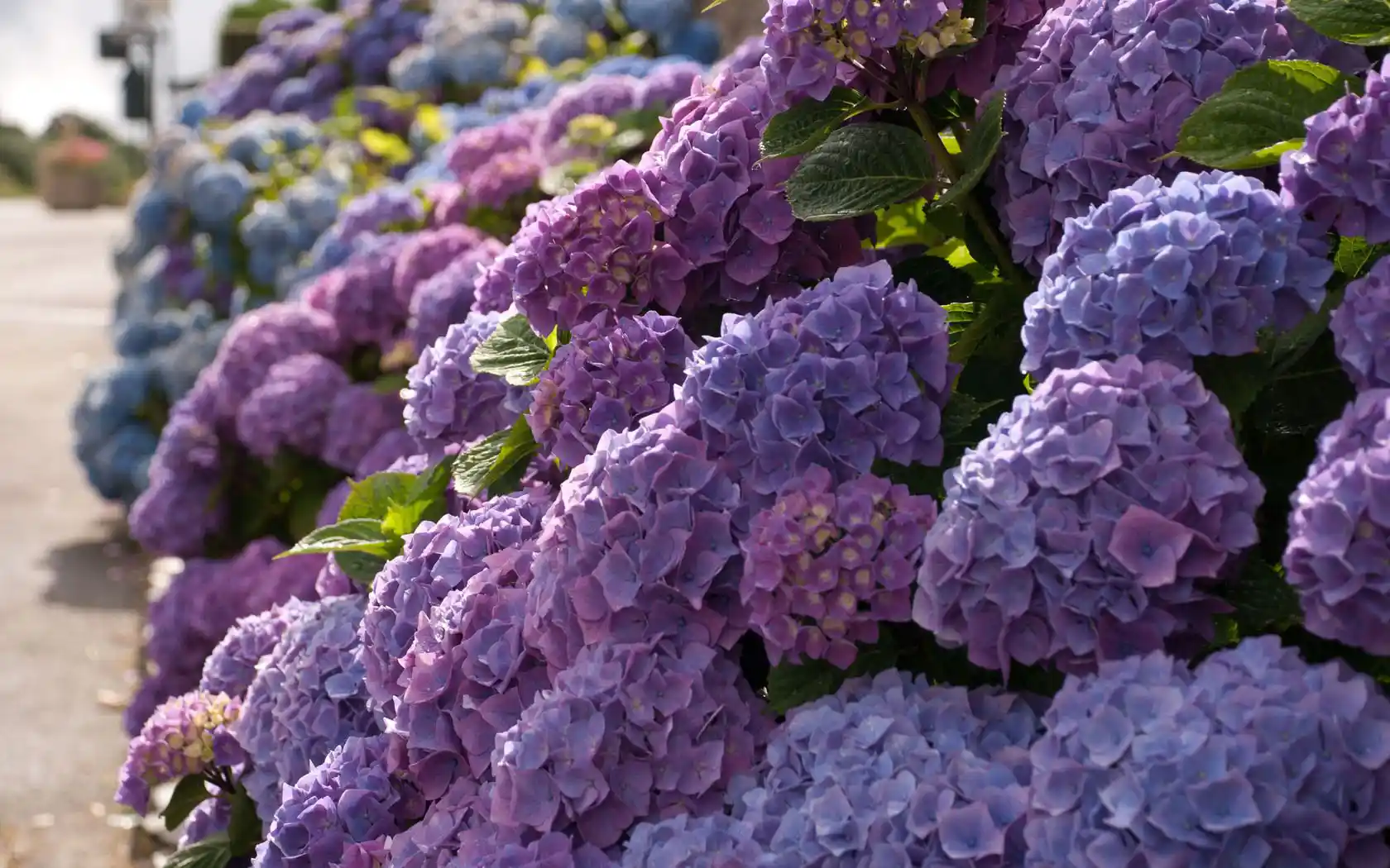 Ortanca Çiçeğiyle Dekorasyonda Zarafet ve Canlılık Sağlayan Yöntemler
