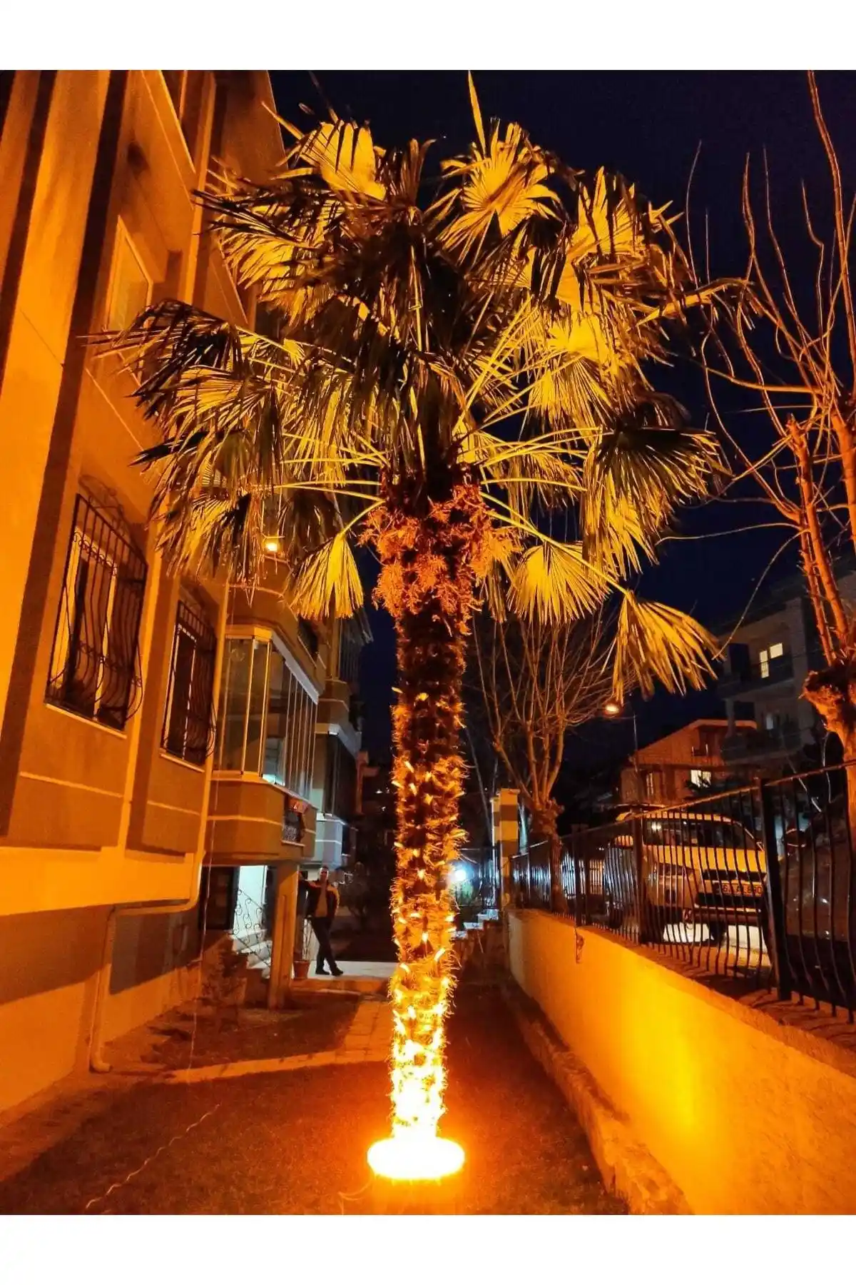 Palmiye Aydınlatma ile Tropikal ve Sıcak Dekorasyon Fikirleri ve Uygulama İpuçları