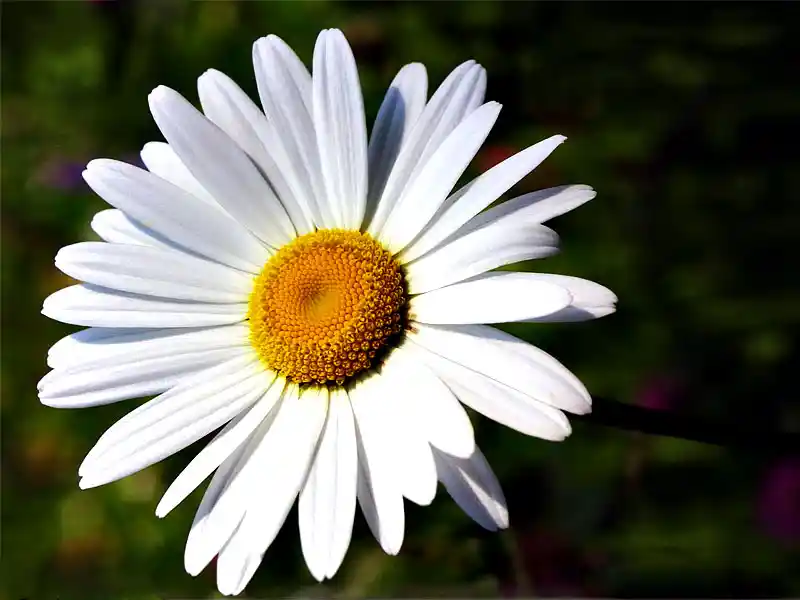 Papatya Çiçeği ile Zarif ve Anlamlı Dekorasyon Fikirleri ve Uygulamaları