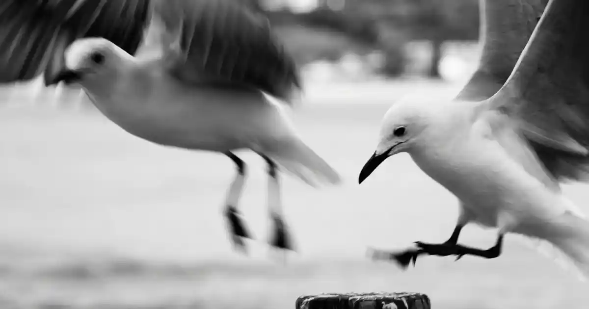 Papatya Desenli Nevresim Takımlarıyla Yatak Odası Dekorasyonunu Canlandırın