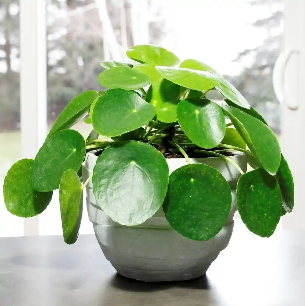 Para Çiçeği Çiçek Açmış Haliyle Dekorasyonda Şıklık ve Bereket Yaratır