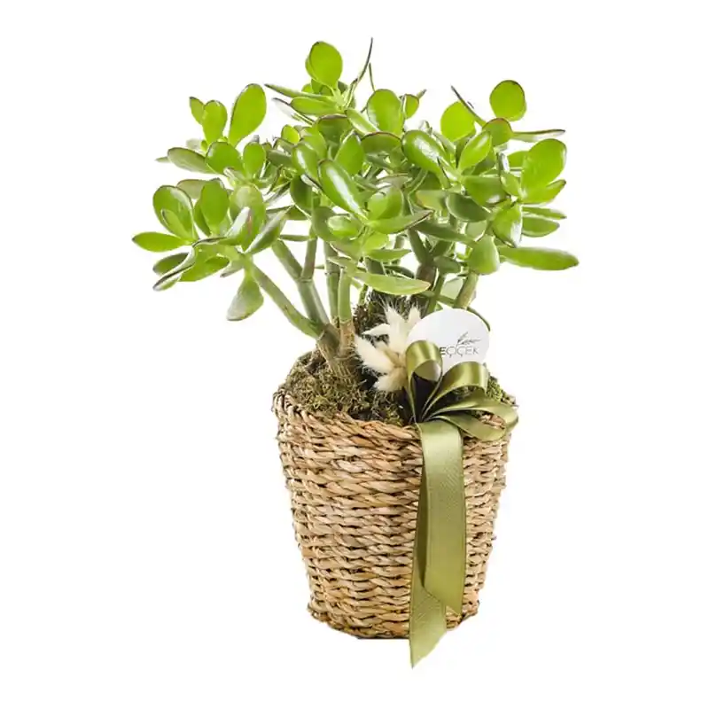 Para Çiçeği Dekorasyonda Zarafet ve Şıklık Sağlayan Doğal Bitki Seçeneği