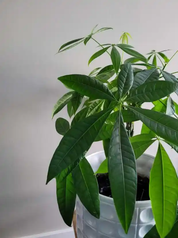 Para Çiçeği İçin En İdeal Konumlandırma ve Bakım İpuçları