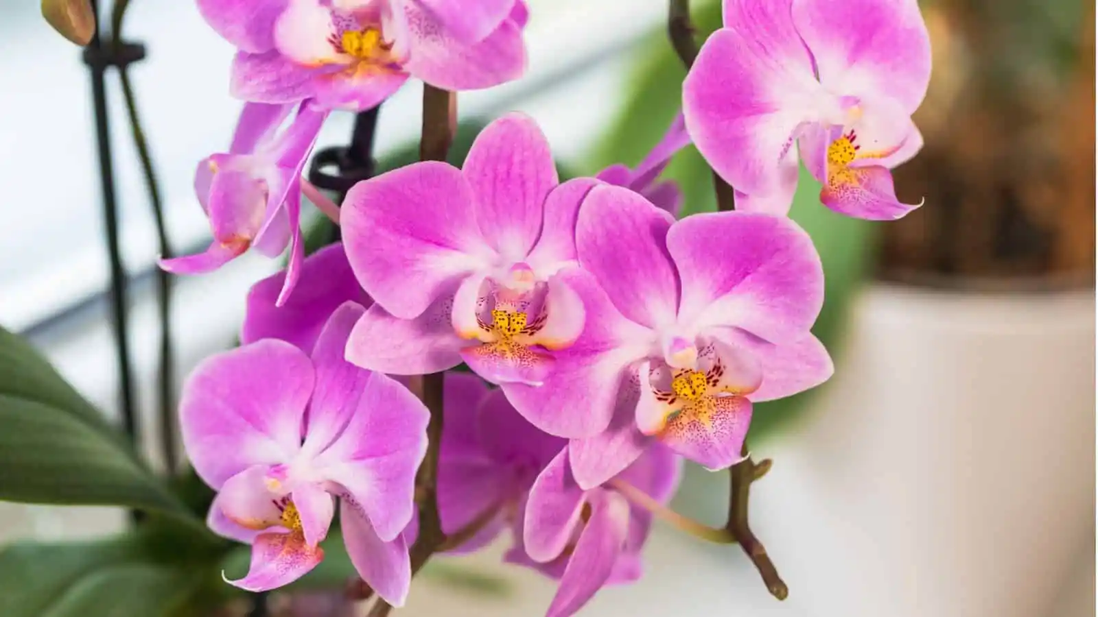 Phalaenopsis Orkidesi ile İç Mekanlara Zarif ve Doğal Bir Dekorasyon Yaklaşımı