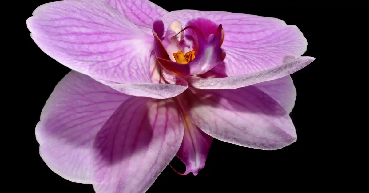 Puf Kanepe ile Dekorasyonda Şıklık ve Konforun Modern Buluşması