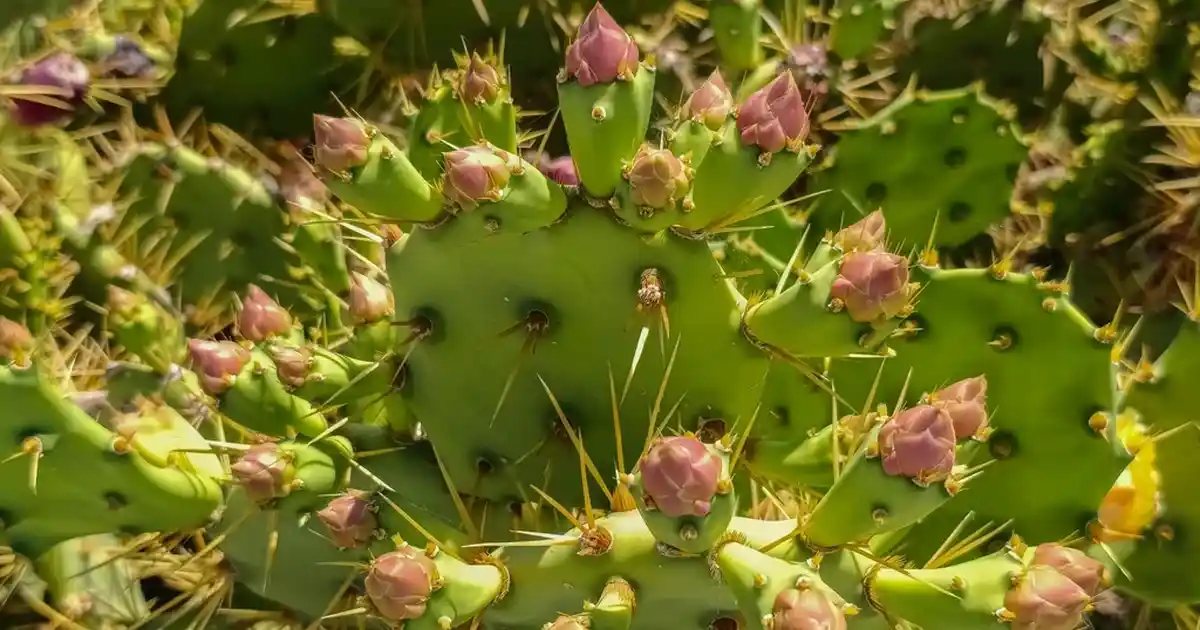 Retro Tarzında Dekorasyon: Geçmişin Zarafeti ve Günümüz Trendleri Hakkında Detaylı Rehber