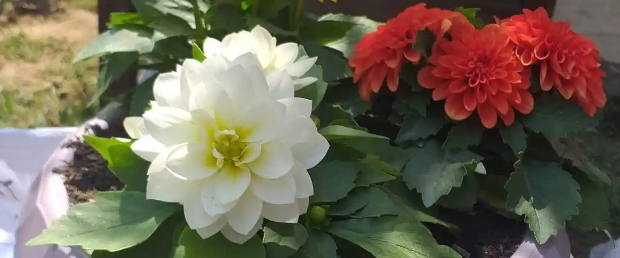 Saksi Bitkileri ile Modern ve Doğal Dekorasyon İpuçları ve Faydaları