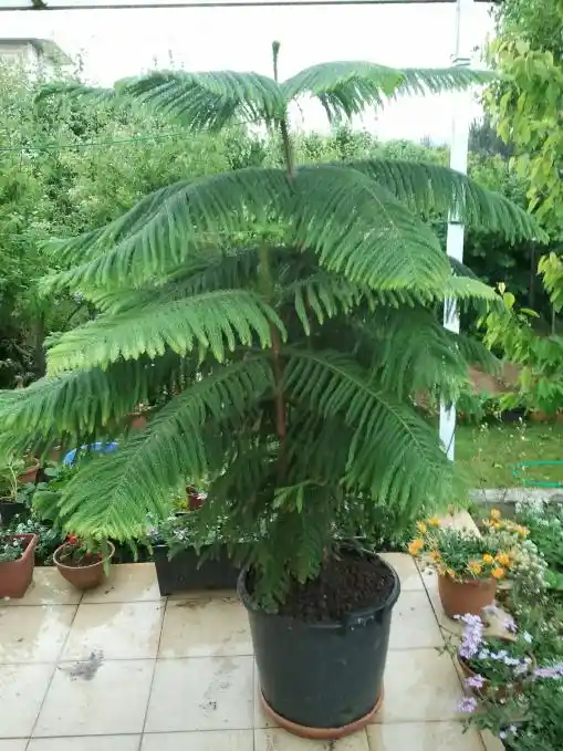 Salon Çamı ile İç Mekanlara Doğal ve Şık Bir Atmosfer Yaratmanın Yolları