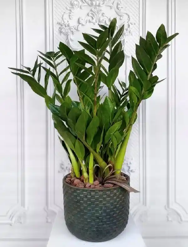 Salon Dekorasyonunda Çiçeklerin Gücü ve Bakım İpuçlarıyla Şık Ortamlar Yaratın