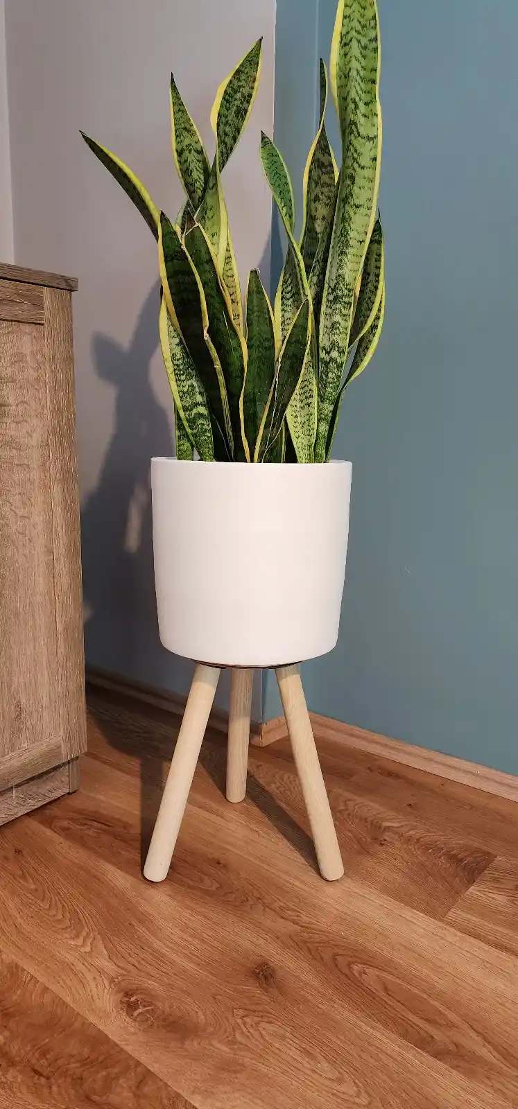 Salon Dekorasyonunda Saksı Seçimi ve Kullanımıyla Estetik ve Doğallık Yakalayın